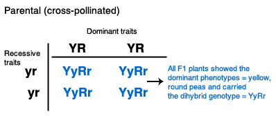 Figure 1: Punnett square illustrating the cross of two independent traits (pea color=Y, and pea shape=R) in two purebred plants.