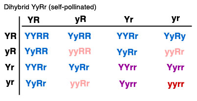 Figure 2: Punnett square illustrating the cross of two independent traits in two dihybrid heterozygous plants.