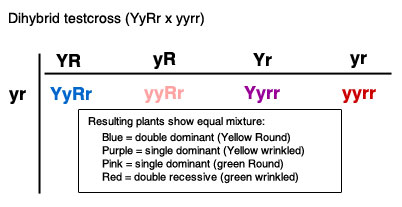 Figure 3: Punnett square illustrating the cross of two independent traits in one  purebred recessive trait plant (left) and one dihybrid heterozygous plant (top).