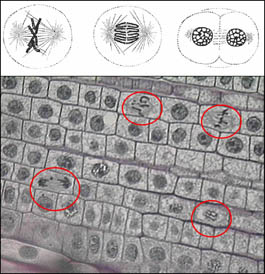 Figura 1: Visión microscópica de los cromosomas alineándose (círculos rojos arriba) y separándose (círculos rojos abajo) durante la mitosis, en la punta de una raíz de cebolla. 
