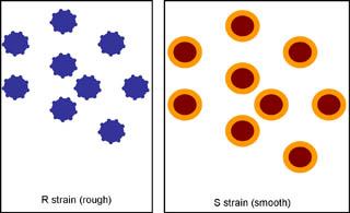 Figure 2: Cartoon depictions of the rough (harmless) and smooth (pathogenic) strains of S. pneumoniae.
