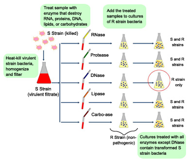 Figure 4: Illustration of the classic experiment by Avery, MacLeod, and McCarty demonstrating that DNA is capable of transforming harmless R strain S. pneumoniae into the pathogenic S strain.