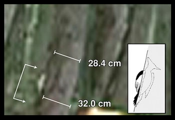 Figura 3: Un ejemplo de los datos presentados en el artículo sobre el pájaro carpintero de pico marfil (Fitzpatrick et al., 2005, Figura 1).