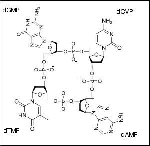 Figura 1: Phoebus Levene postuló la hipótesis incorrecta que el ADN estaba compuesto de tetranucleótidos circulares. 