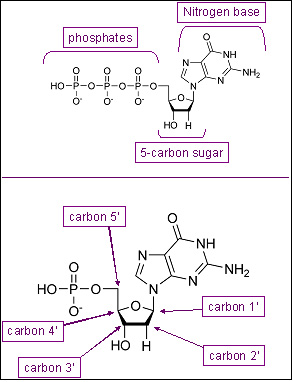 Figure 2: A nucleotide.  The five-carbon sugar deoxyribose forms the center of the molecule.  Attached to carbon #1 is the nitrogen base, and attached to carbon #5 is the phosphate group (there may be 1, 2, or 3 phosphates in a nucleotide)