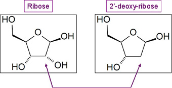 Figure 3: Ribose vs. Deoxyribose.  These two pentoses, or five carbon sugars, differ only in the presence of an oxygen on ribose at the #2 carbon.  At the #2 carbon of deoxyribose, a H exists in place of the OH group on ribose; however, lone hydrogens are often omitted from drawings of organic molecules, as above.