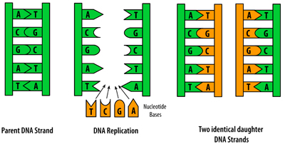 Figure 9: Schematic of DNA replication method proposed by Watson and Crick.  In this model, the two strands of the original DNA molecule are first pried apart.  Then, complimentary nucleotides (A with T, G with C, etc.) are added opposite of both of the original strands.  The result is two DNA molecules, both identical to the original strand (and thus to each other), and both with one old strand and one new strand.

