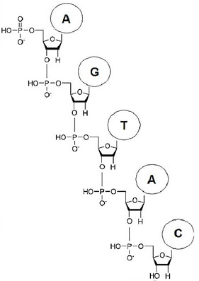 Figura 5: La cadena de nucleótidos. Como se muestra en el dijo, los grupos de ázucares y fosfatos están conectados en una larga cadena. Esto se llama el 