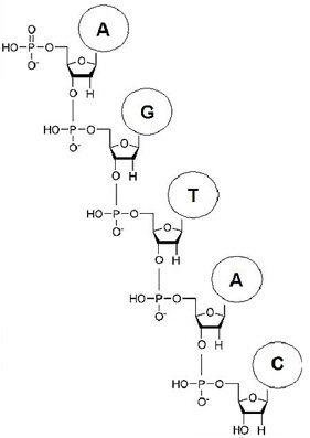 Figure 5: A chain of nucleotides.  As shown in this linear drawing, the sugar and phosphate groups connect in a long chain. This is referred to as the 