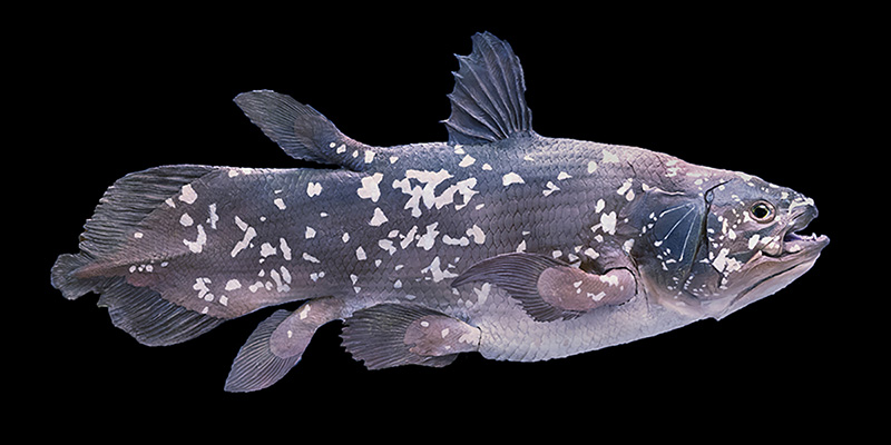 Figure 4: A coelacanth.