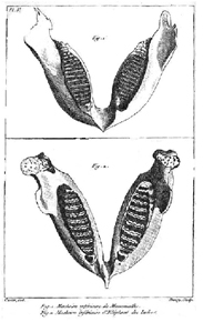 Figure 2: Illustration of an Indian elephant jaw and a mammoth jaw from Cuvier's 1796 paper.