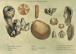 Figura 3: Grabado de la monografía de William Smith de 1815 donde describe cómo los fósiles le permiten identificar las capas terrestres. 