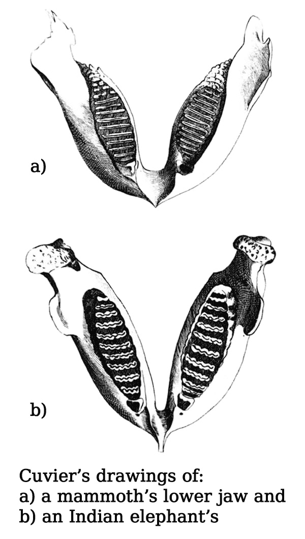 Figure 2: Illustration of an Indian elephant jaw and a mammoth jaw from Cuvier's 1796 paper.