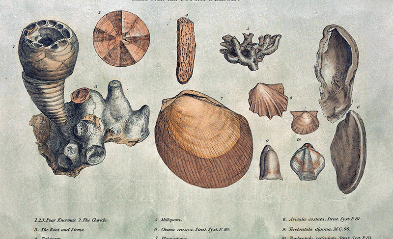 Figure 3: Engraving from William Smith's 1815 monograph on identifying strata by fossils.