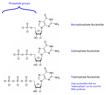 Figure 2: Only nucleotide tri-phosphates can be used for DNA synthesis. Although nucleotides can exist with one, two, or three phosphates attached to the 5' carbon of the pentose sugar, Kornberg found that only triphosphate nucleotide can be used as building blocks for DNA synthesis. Later work demonstrated that the reason for this requirement is that the breaking of the high-energy covalent bond between the phosphates provides the energy for forming the covalent bonds between adjacent nucleotides of DNA.