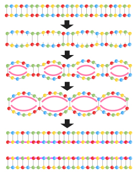 Figure 3: DNA synthesis begins at many locations. DNA replication begins at specific chromosomal locations called origins of replication. Linear chromosomes have many origins, allowing DNA synthesis to occur rapidly.