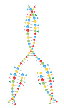 Figura 4: El tenedor de replicación. Siguiendo una formación de una burbuja de replicación, la síntesis de ADN procede en ambas direcciones, lejos del origen original. Un tenedor de replicación es el sitio en el cual las dos hebras parentales de ADN son separadas y la replicación de ADN esta en proceso.