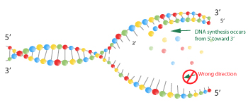 Figura 7: La síntesis de ADN unidireccional posee un problema para el tenedor de replicación. Fue descubierto de que la síntesis de ADN pueden solamente proceder en una dirección, pero los científicos ya habían observado de que la síntesis de ADN no ocurre en ambas hebras del tenedor de replicación. Estas dos observaciones aparecieron a contraerse.