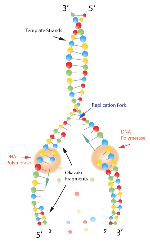 Figura 8: Fragmentos de Okazaki son espacios de replicación de ADN discontinua. Un lado del tenedor de replicación se llama le hebra líder. El otro lado, llamado la hebra lenta, debe emplear replicación discontinua que ocurre en cortos espacios llamados fragmentos de Okazaki.
