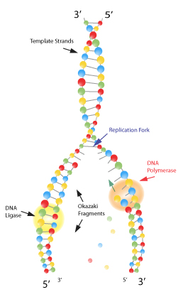 Figura 11: La ligasa de ADN sella los fragmentos, debido a que cada fragmento de Okazaki es hecho por separado, necesitan ser 