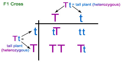Figure 3: While not a creation of Mendel's, the Punnet square gives a visual representation of how traits are passed from parents to offspring. 
