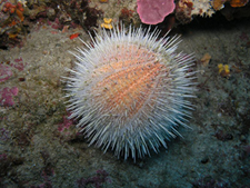Figure 4: Echinus melo, aka the watermelon sea urchin at Capo Caccia, Alghero (Sardinia, Italy).