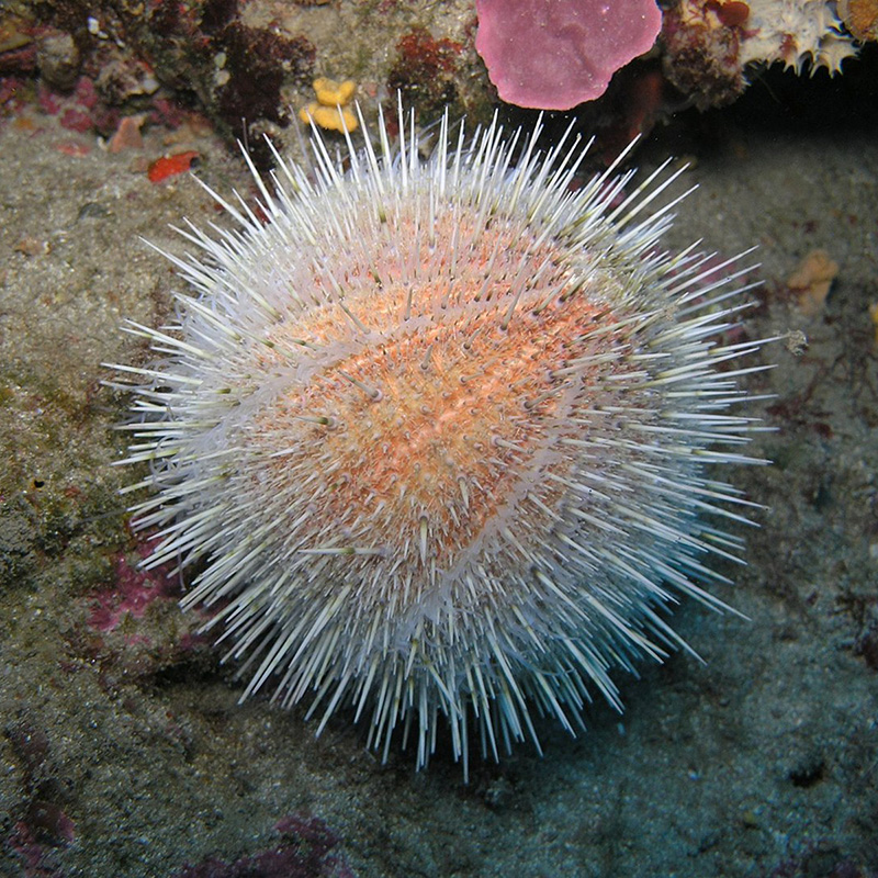 Figure 4: Echinus melo, aka the watermelon sea urchin at Capo Caccia, Alghero (Sardinia, Italy).