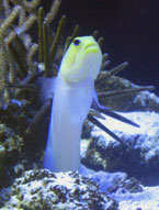 Figura 2: Un bocón de cabeza amarilla (Opistognathus aurifrons) en un arrecife coralino.