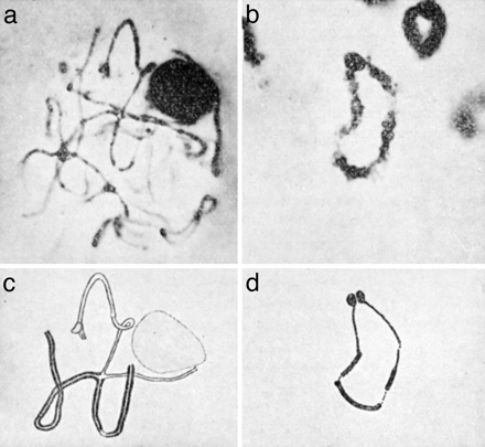 Figura 2: Fotomicrografía (a y b) de cromosomas de zea mays, o maíz. Diagramas de cromosomas son mostrados en c y d. De (Coe y Kass, 2005).