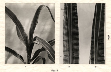 Figura 3: Líneas blancas en la hoja de maíz, de los ensayos de Barbara McClintock.