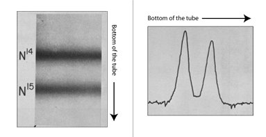 Figure 3: Density gradient centrifugation of a mixture of 15N-DNA and 14N-DNA.  Meselson and Stahl first showed that they can separate a mixture of DNA of the two different densities.  The picture on the left is a UV photograph showing the banding of DNA of different densities following centrifugation.  The graph on the right is a trace of the intensity of the bands in the picture.