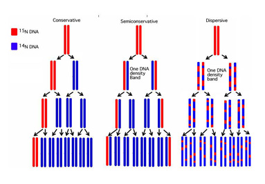Figura 5: Predicciones experimentales de tres modelos competidores de la replicación de ADN a través de tres generaciones.