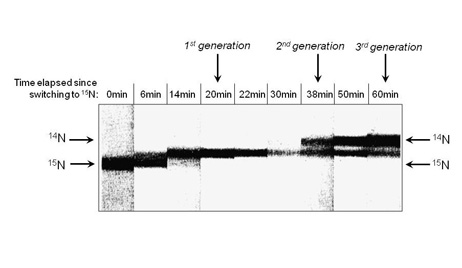 Figura 6: La centrífuga del gradiente de densidad  de ADN E. Coli a través de múltiples generaciones. E. coli criado en 15N fueron cambiados a 14N y después cosechados en nueve diferentes puntos de tiempo. El ADN fue centrifugado resultando en un patrón de bandas mostrado aquí.