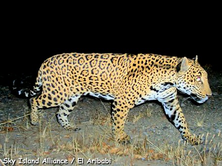 Figura 2: Un jaguar pasando (Panthera onca) activa una 