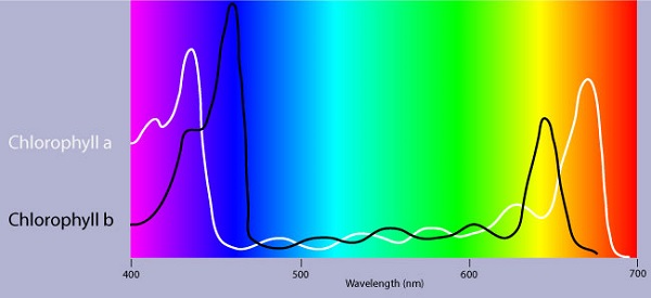 Figura 2: El espectro de absorción del clorofilo a y b.