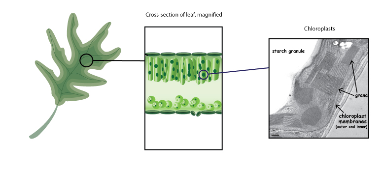 Figure 3: Chlorophyll pigments are found in thylakoid membranes inside plant cell organelles called chloroplasts.