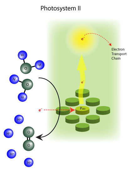 Figura 5: El fotosistema II inicia el ETC y prepara el protón para bombear síntesis de ATP.