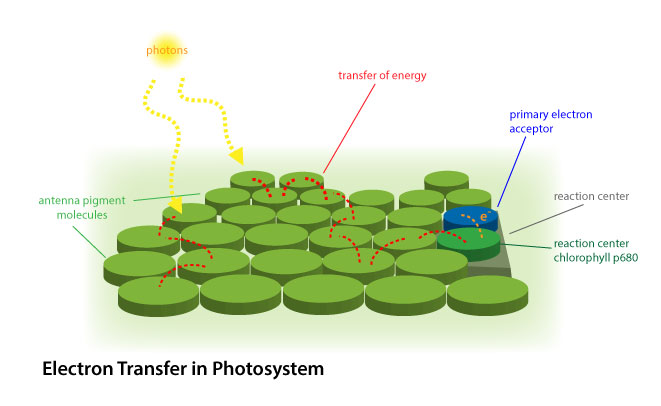 Figura 4: Transferencia de energía dentro de un complejo cosechando luz.