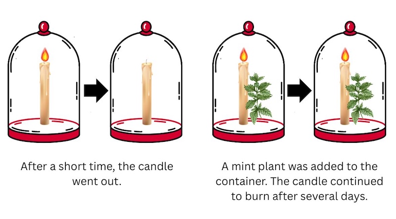 Figure 1: Priestley’s experiments suggested leaves “refreshed” the air inside a closed container.