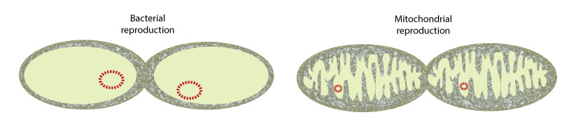 Figura 4: La bacteria y la mitocondria se separan para reproducir