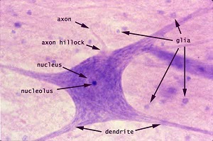 Figura 7: Un neurona tiene un núcleo y otros orgánulos comunes a todas las células eucariotas, pero también han evolucionado estructuras especializadas como axones y dendritas que se encuentran solamente en células nerviosas. 
