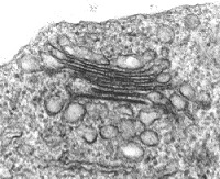 Figura 8: El aparato Golgi es parte de un sistema mas grande de orgánulos llamado el sistema endomembranoso. 