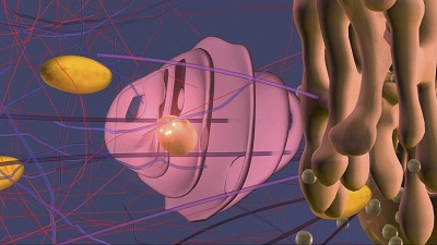 Figura 9: Imagen de vesículas conteniendo proteínas sintetizadas dejando el aparato Golgi.
