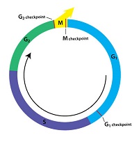Figure 9: Checkpoints ensure that the cell cycle can be halted if damage or errors are detected.