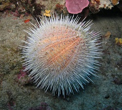 Figure 8: Eggs from sea urchins like this are often used in research because they are almost completely transparent.