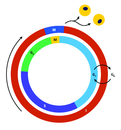 Figure 6: Relative lengths of the cell cycle phases