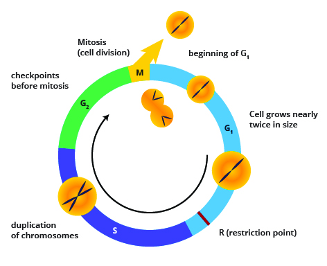 Figure 7: The restriction point, “R,” late in G1 phase