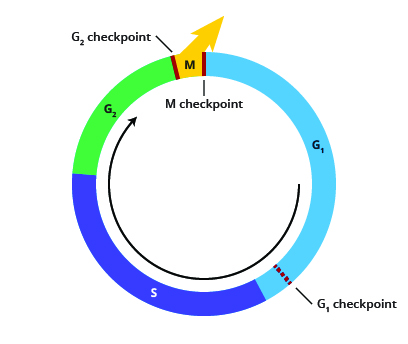 Figure 9: Checkpoints ensure that the cell cycle can be halted if damage or errors are detected.