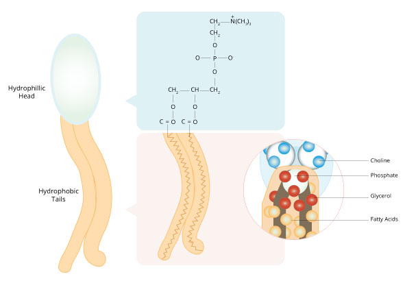 Figura 4: La estructura única de los fosfolípidos que construyen la membrana celular lo causa ser anfipático.
