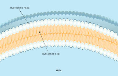 Figure 5: Phospholipids arrange themselves so that the hydrophobic tails are end-to-end and the hydrophilic heads point outward toward the cell exterior on one side and the cell interior on the other.